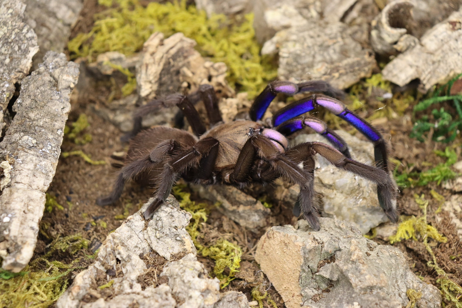 Chilobrachys Natanicharum (Electric Blue Tarantula)