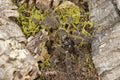 Pterinochilus Murinus Mikumi (Mikumi Baboon Tarantula)