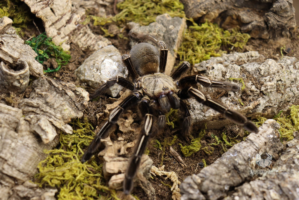 Ephebopus Murinus (Skeleton Leg Tarantula)