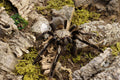 Ephebopus Murinus (Skeleton Leg Tarantula)