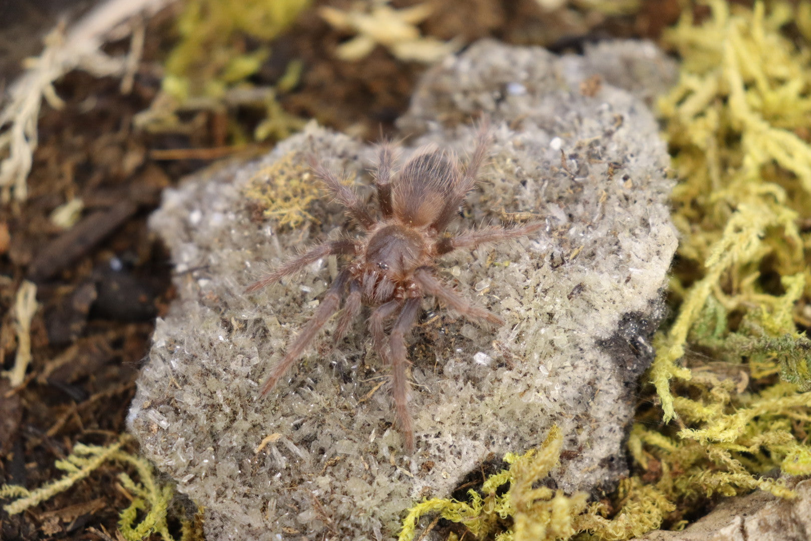 Lasiocyano Sazimai (Brazilian Blue Tarantula)
