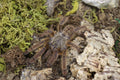 Aspinochilus Rufus (Peach Earth Tiger)