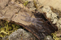 Poecilotheria Metallica (Gooty Saphire Ornamental Tarantula)