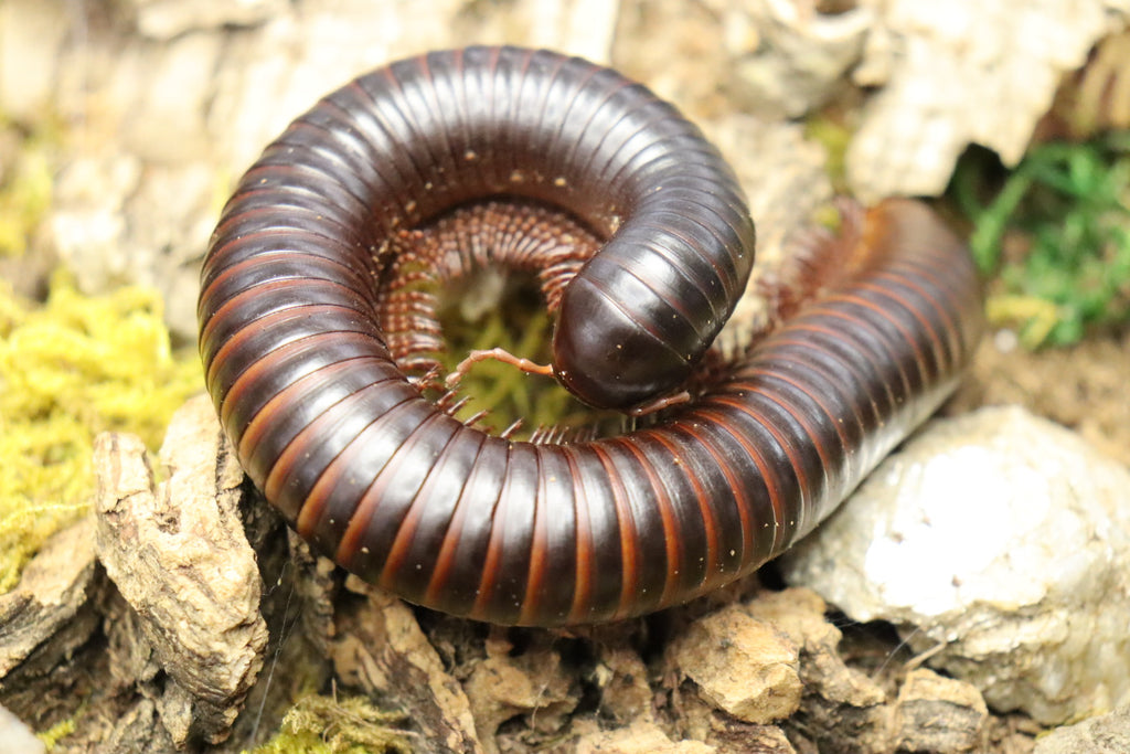 Archispirostreptus Gigas (Giant African Millipede)
