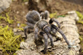 Aphonopelma Seemanni (Costa Rican Stripe Knee Tarantula)