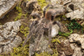 Lasiodora Klugi (Bahia Scarlet Bird-Eating Tarantula)