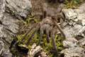 Chilobrachys Huahini (Asian Fawn Tarantula)