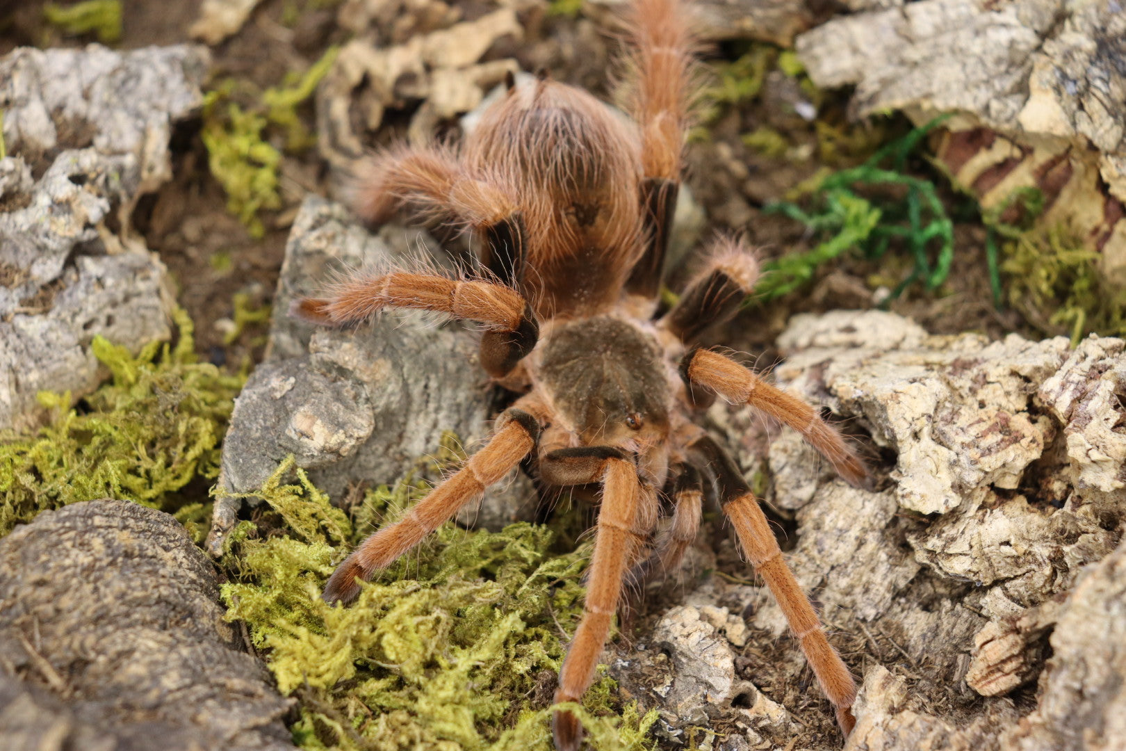 Megaphobema Robustum (Colombian Giant Redleg Tarantula)