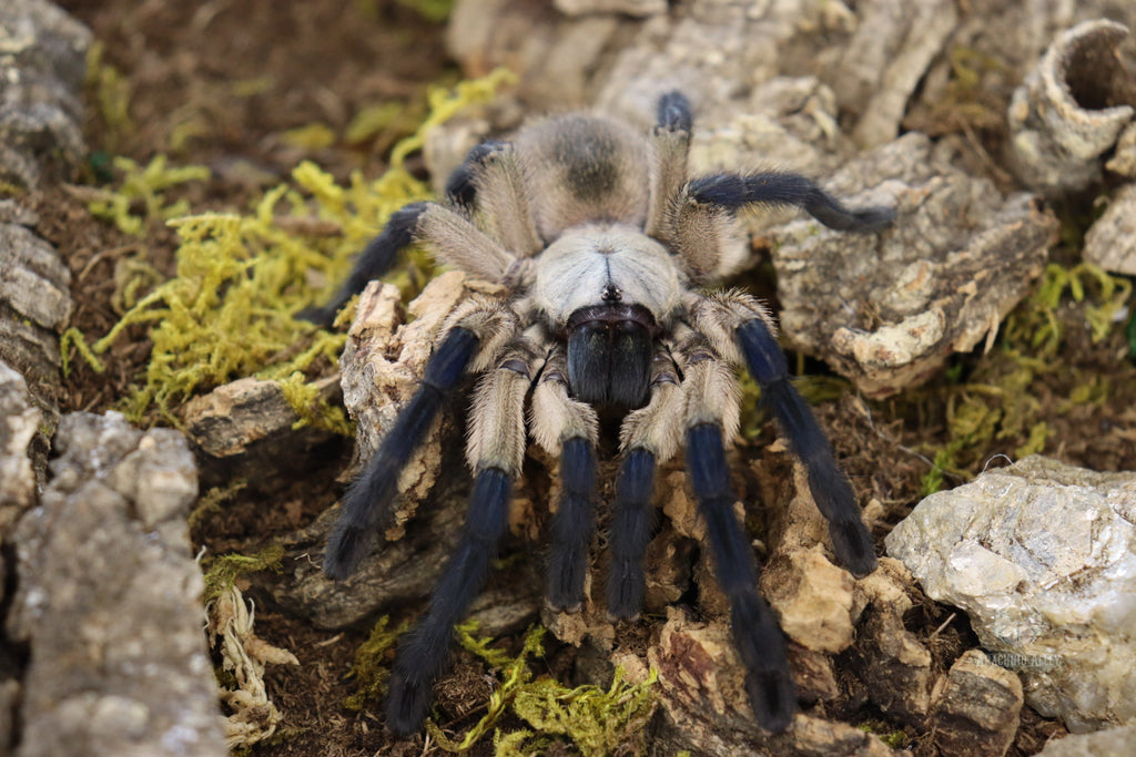 Monocentropus Balfouri (Socotra Island Blue Baboon Tarantula)