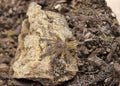 Pterinochilus Murinus (Orange Baboon Tarantula)