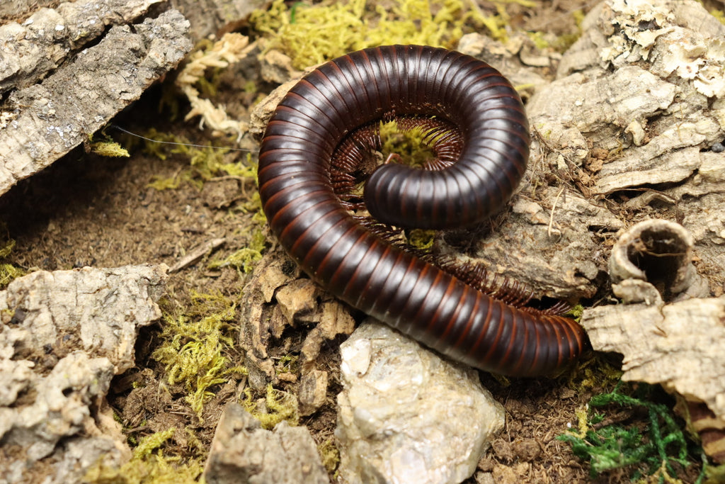 Archispirostreptus Gigas (Giant African Millipede)