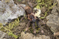 Sericopelma sp. Santa Catalina Tarantula