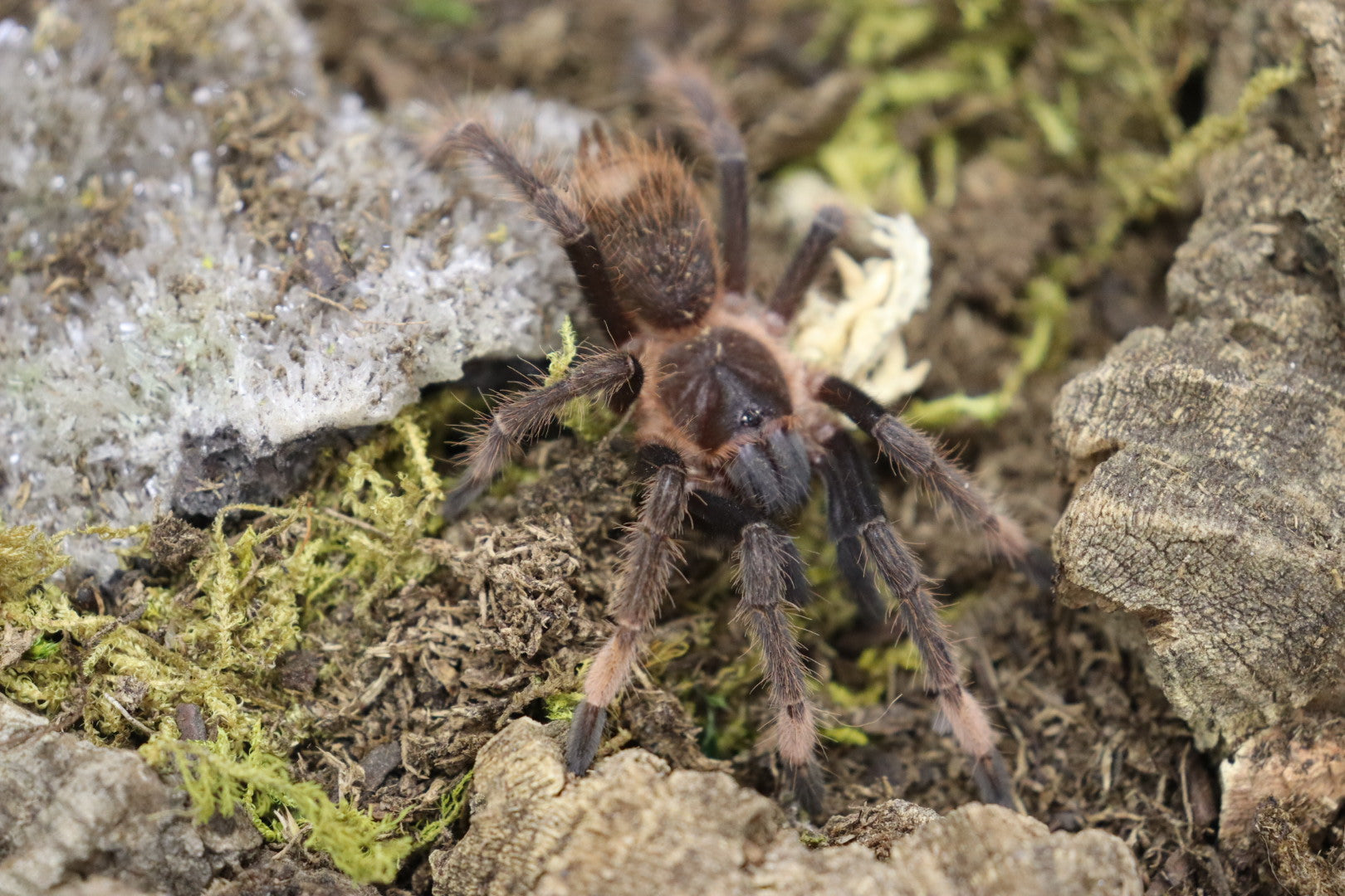 Sericopelma sp. Santa Catalina Tarantula