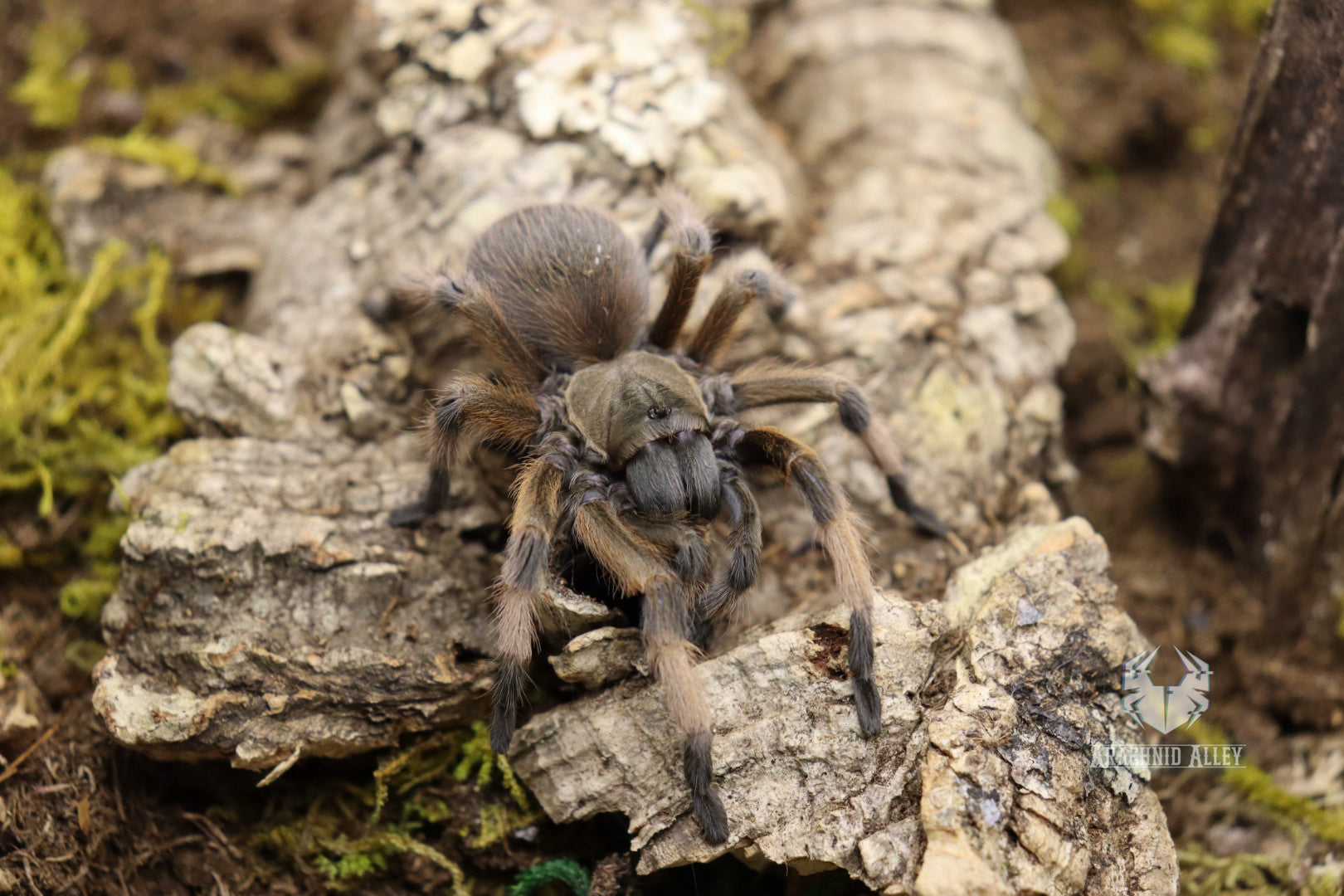 Aphonopelma Moderatum (Rio Grande Gold Tarantula)