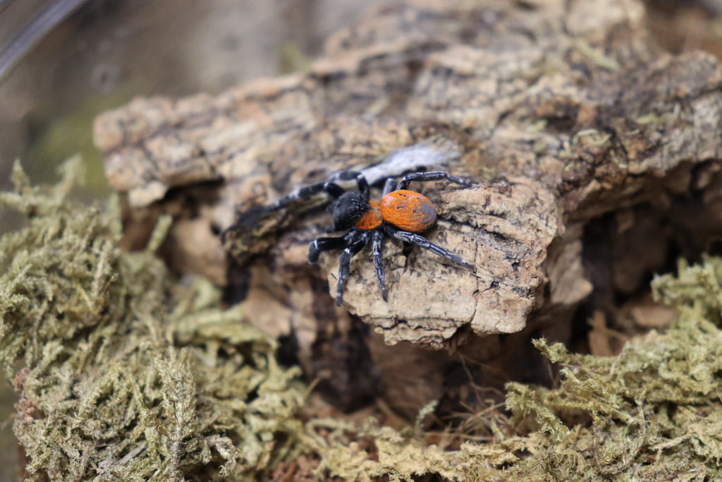 Eresus sp Balcanicus (Orange face Velvet Spider)
