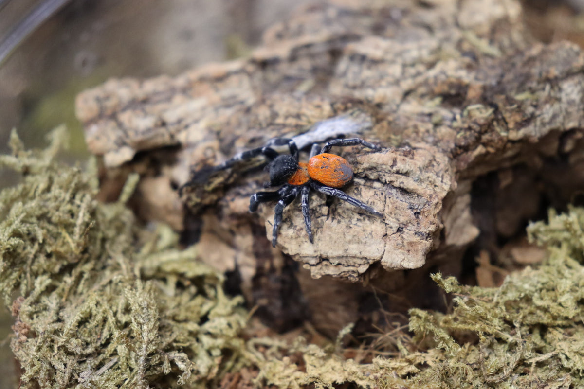 Eresus sp Balcanicus (Orange face Velvet Spider)