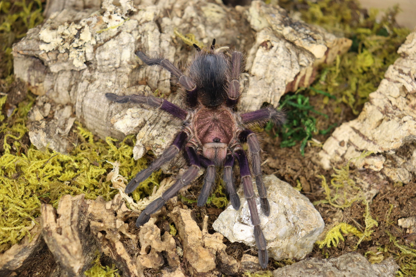 Phormictopus sp. Dominican Purple (Dominican Purple Bird-eater Tarantula)