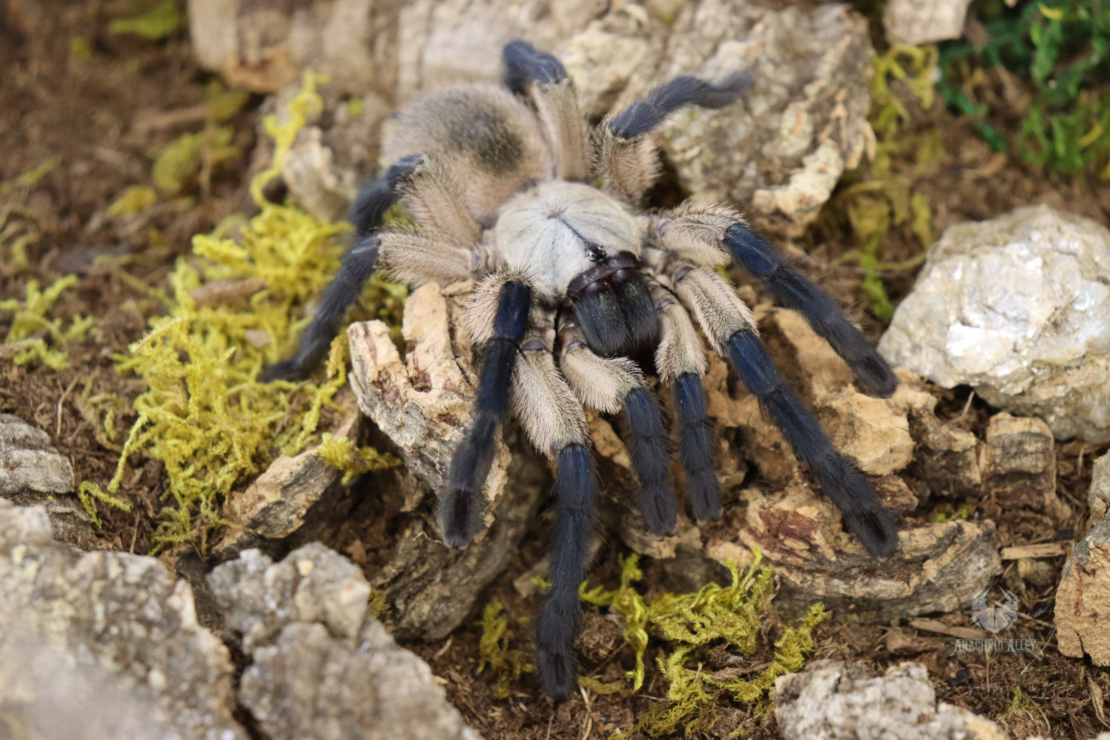 Monocentropus Balfouri (Socotra Island Blue Baboon Tarantula)