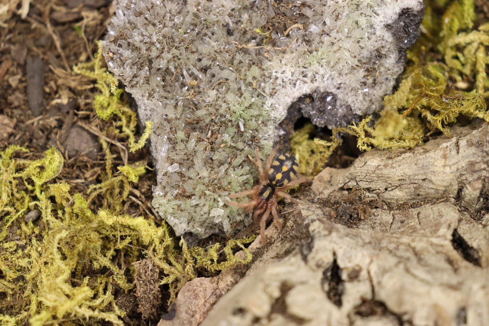Hapalopus Formosus (Pumpkin Patch Tarantula)