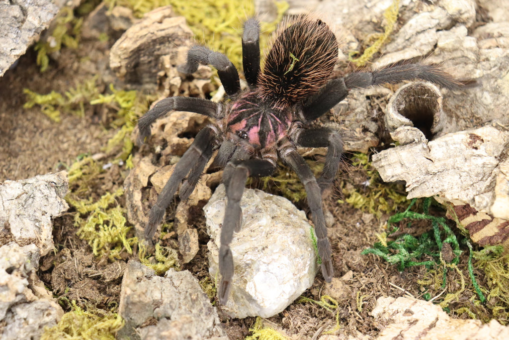 Xenesthis sp. White (Colombian Lesser White Tarantula)