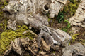 Heteroscodra Maculata (Togo Starburst Baboon Tarantula)