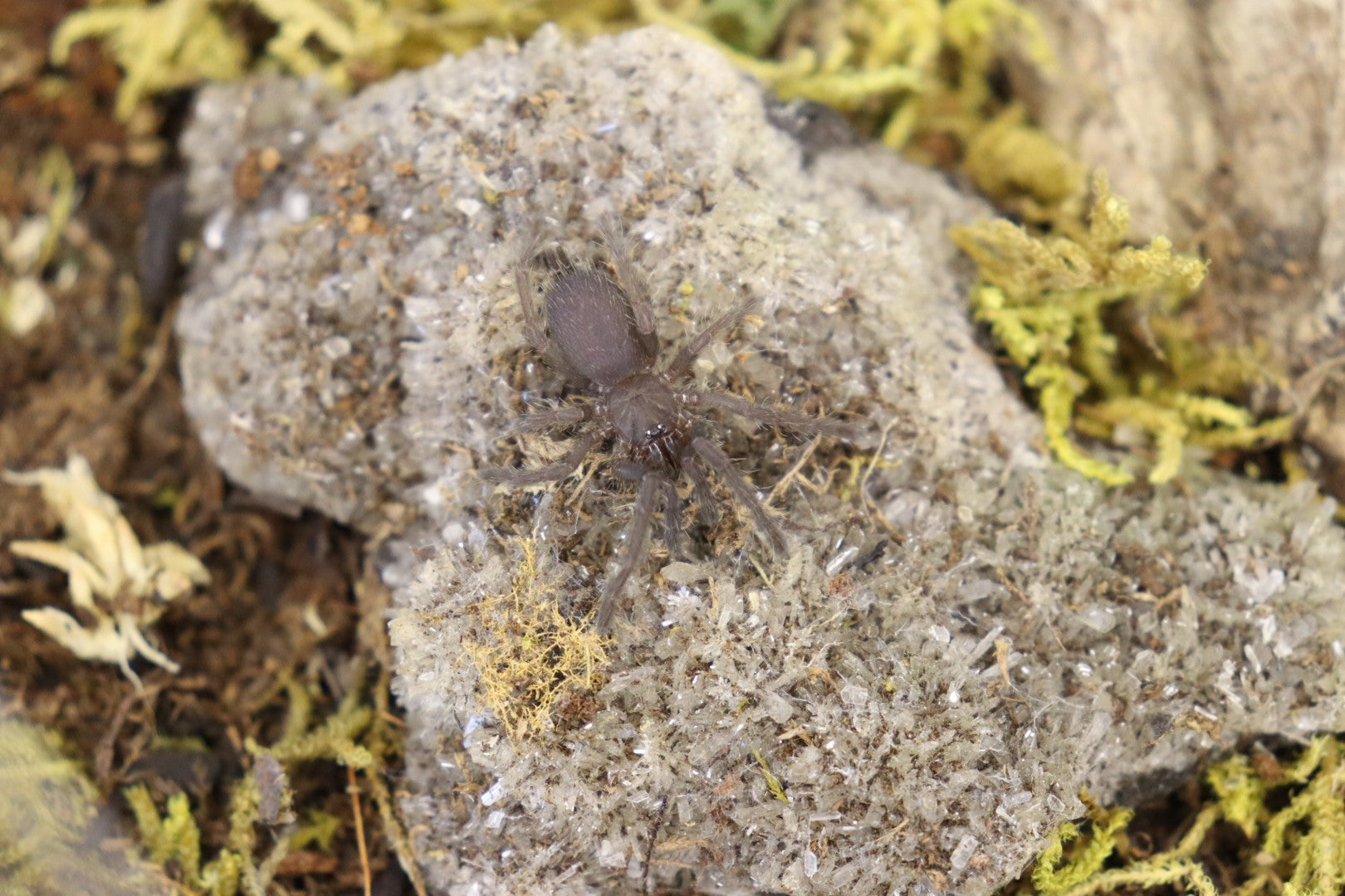 Chilobrachys Natanicharum (Electric Blue Tarantula)