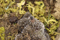 Grammostola Pulchra (Brazilian Black Tarantula)