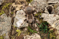 Nhandu Coloratovillosus (Brazilian Black & White Tarantula)