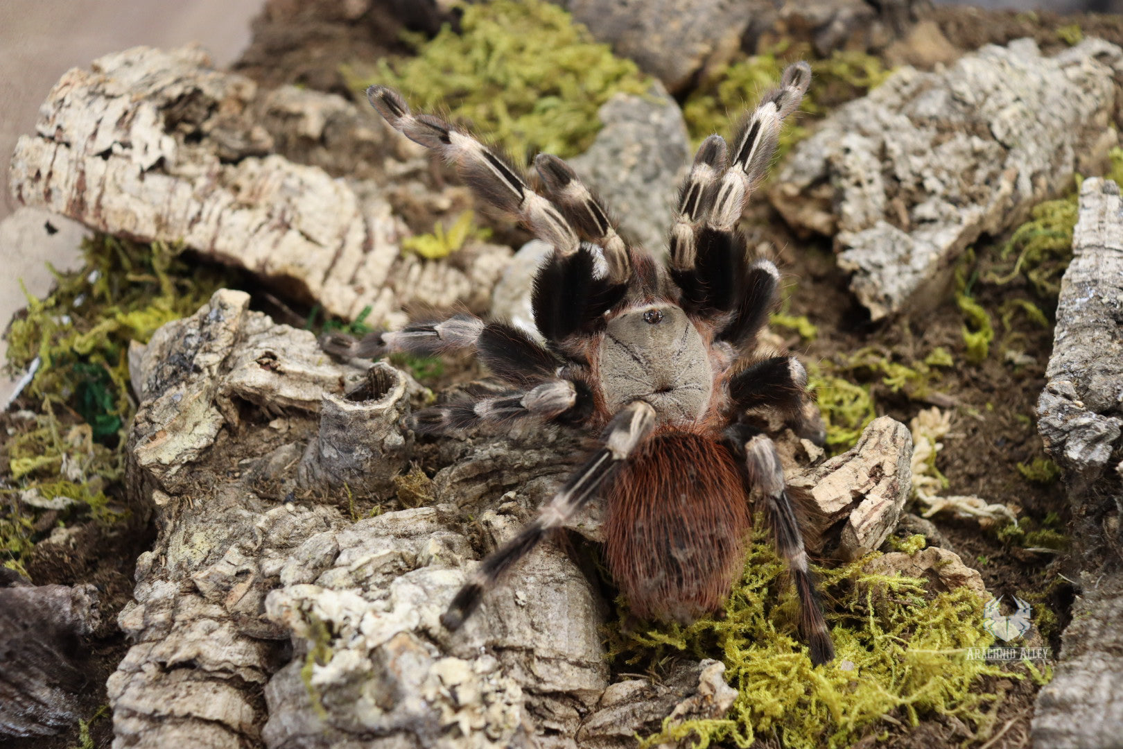 Vitalius Chromatus (Brazilian Red & White Tarantula)