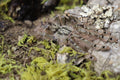 Stromatopelma Calceatum (Feather Leg Baboon Tarantula)