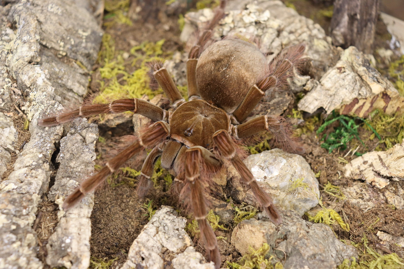 Theraphosa Blondi (Goliath Birdeater)