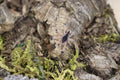 Avicularia Avicularia (Common Pinktoe Tarantula)