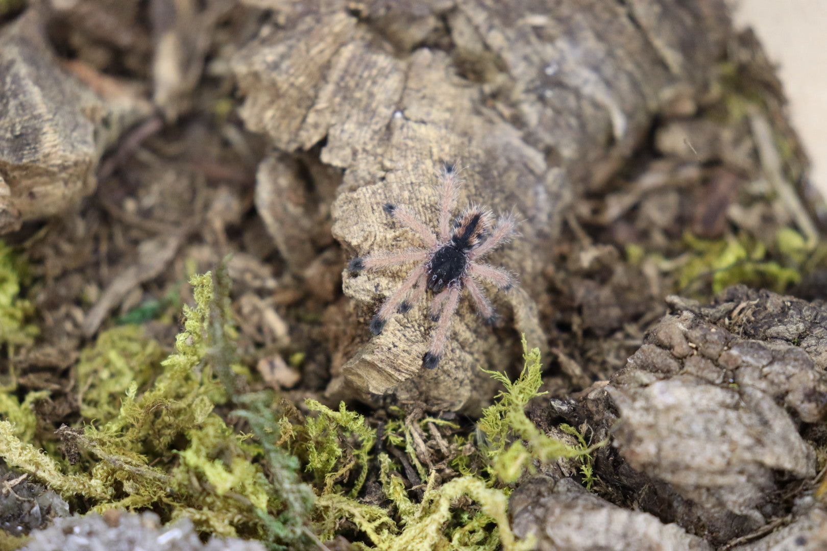 Avicularia Avicularia (Common Pinktoe Tarantula)