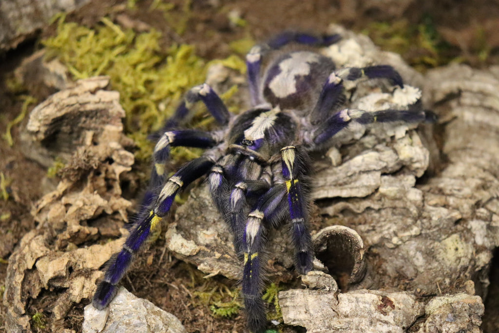 Poecilotheria Metallica (Gooty Saphire Ornamental Tarantula)