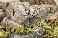 Psalmopeous Irminia (Venezuelan Suntiger Tarantula)