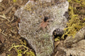 Grammostola Pulchripes (Chaco Golden Knee Tarantula)