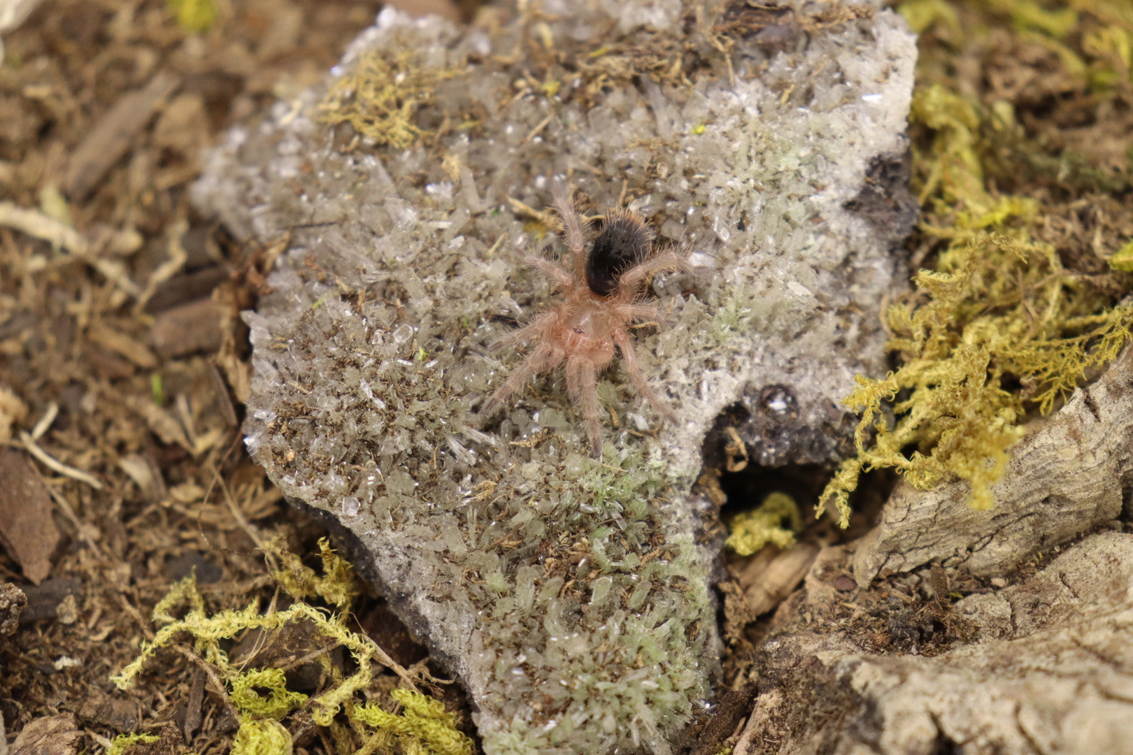 Grammostola Pulchripes (Chaco Golden Knee Tarantula)
