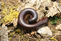 Archispirostreptus Gigas (Giant African Millipede)