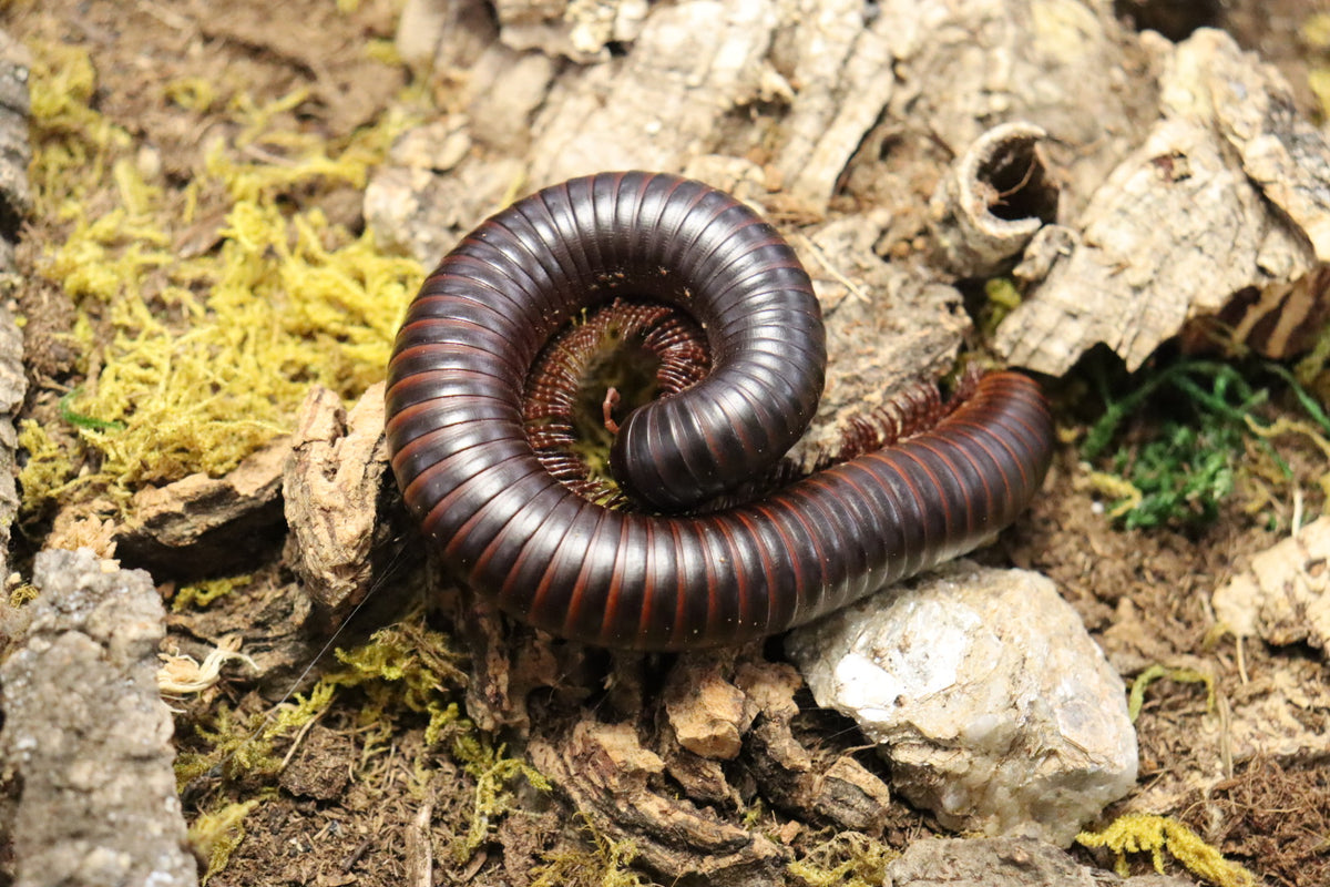 Archispirostreptus Gigas (Giant African Millipede)