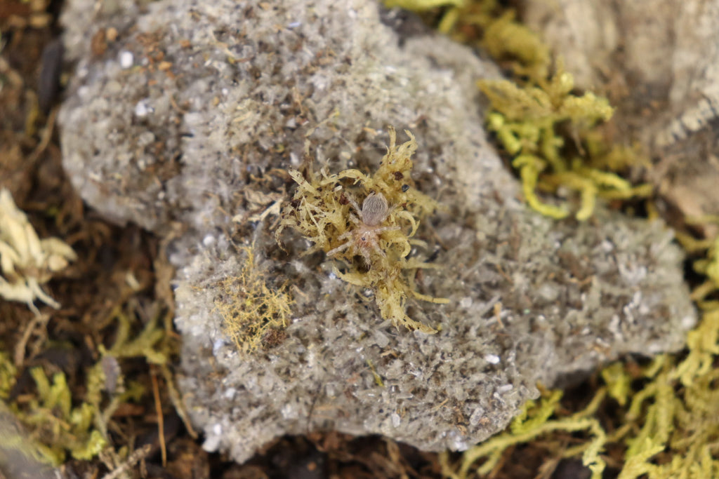 Acanthoscurria Geniculata (Brazilian White Knee Tarantula)