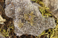 Acanthoscurria Geniculata (Brazilian White Knee Tarantula)