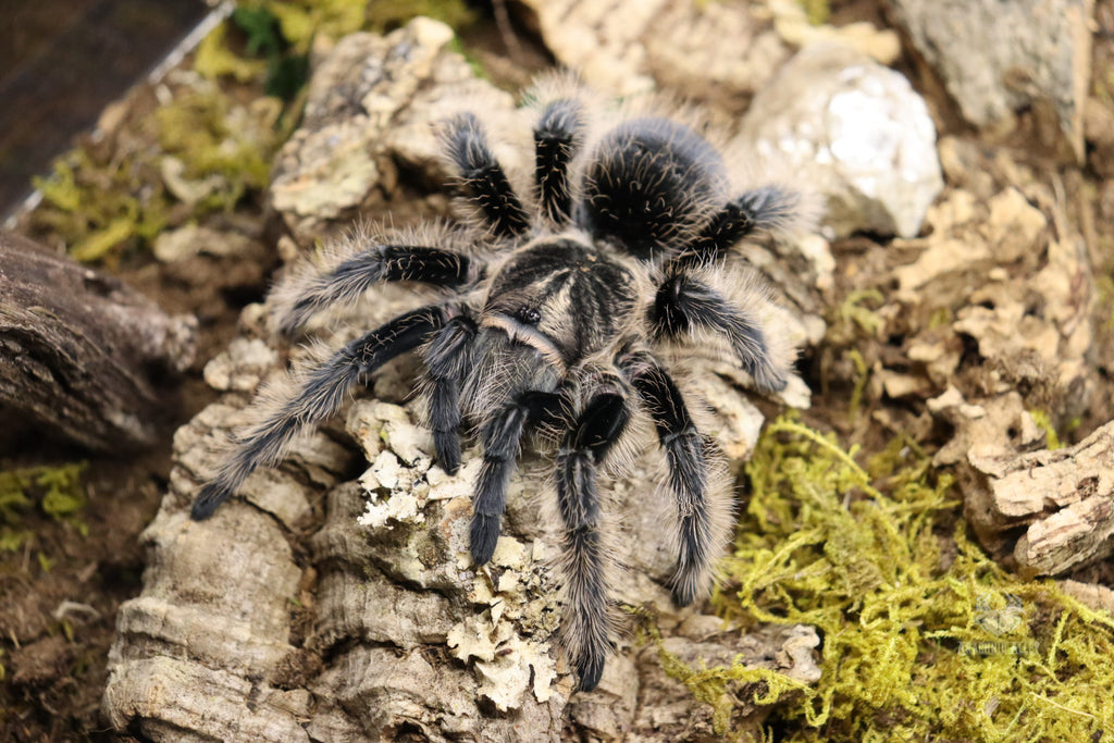 Tliltocatl Albopilosus (Curly Hair Tarantula) FREE ON ORDERS OVER $100