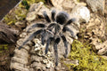 Tliltocatl Albopilosus (Curly Hair Tarantula) FREE ON ORDERS OVER $100