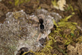 Megaphobema Robustum (Colombian Giant Redleg Tarantula)