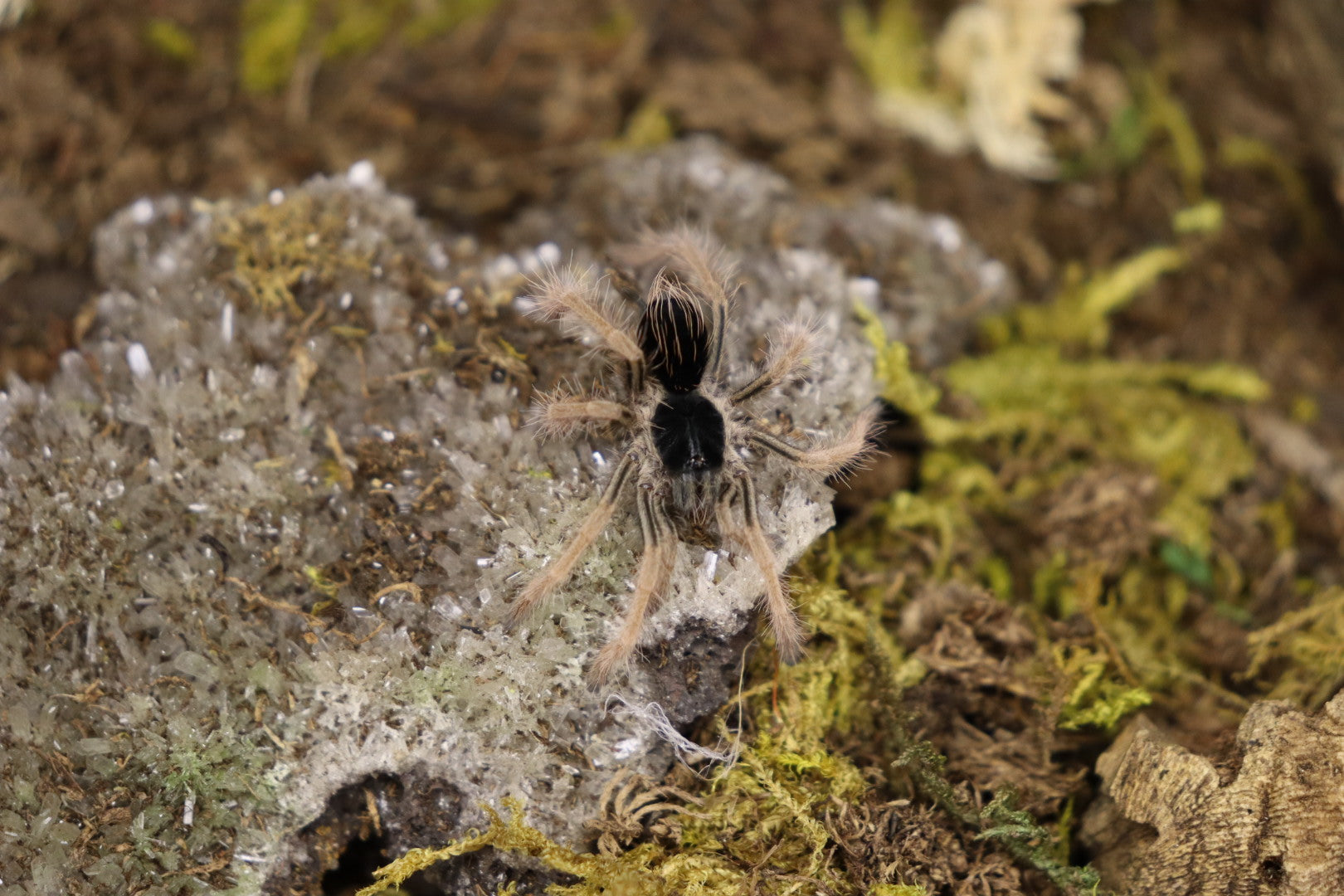 Megaphobema Robustum (Colombian Giant Redleg Tarantula)
