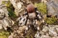 Vitalius Chromatus (Brazilian Red & White Tarantula)