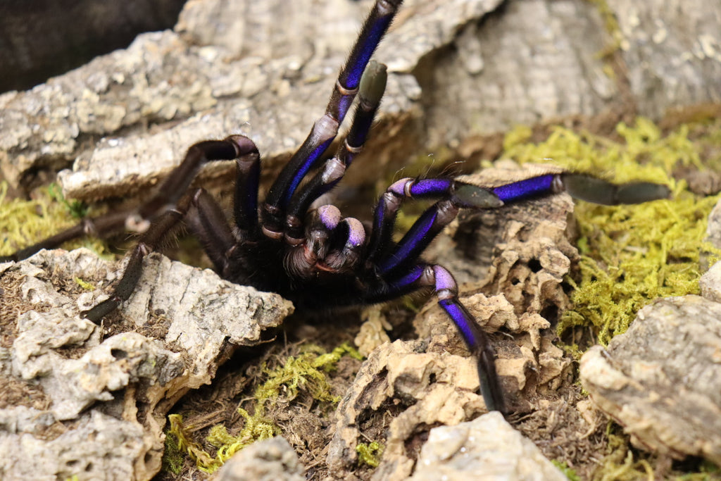 Chilobrachys Natanicharum (Electric Blue Tarantula)