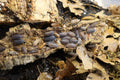 Party Mix Isopods