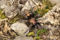 Davus Pentaloris (Guatemalan Tiger Rump Tarantula)