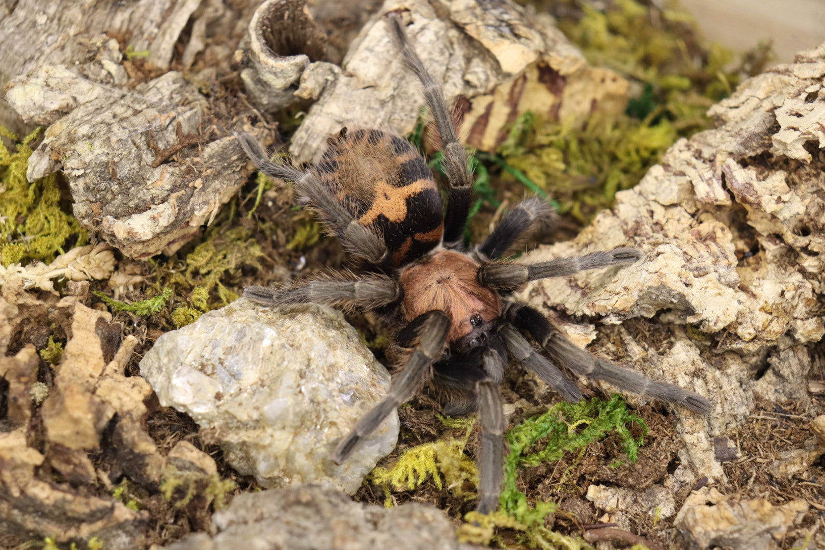 Davus Pentaloris (Guatemalan Tiger Rump Tarantula)
